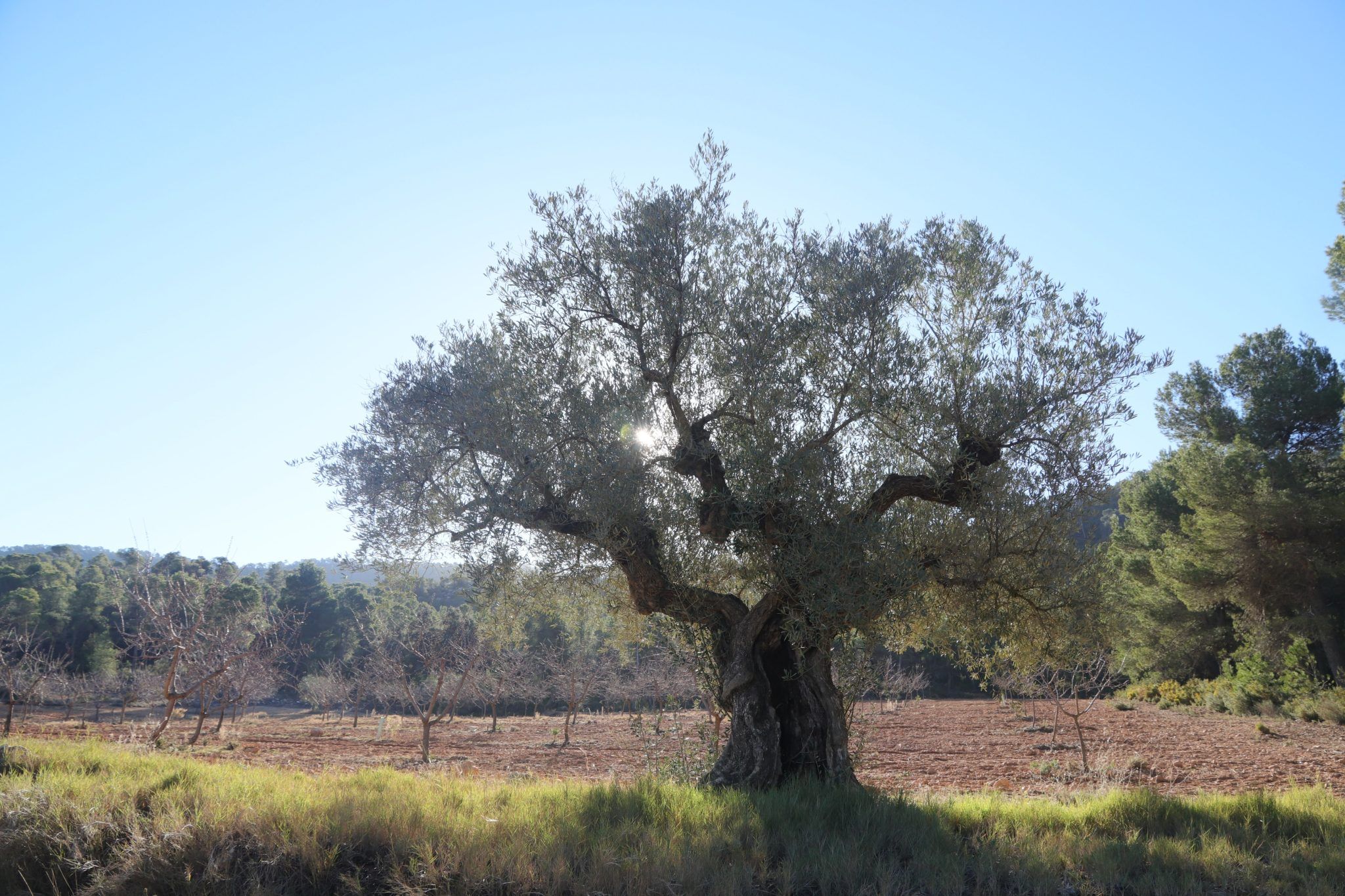 Old olive tree in a field under a clear sky